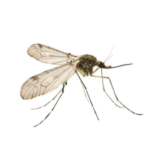 mosquito